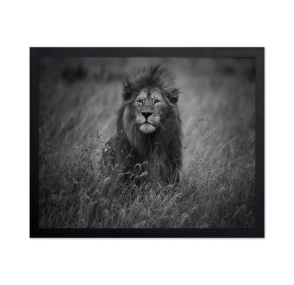 Lion In Tall Grass