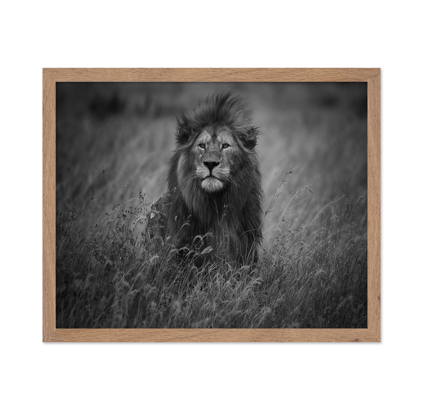 Lion In Tall Grass