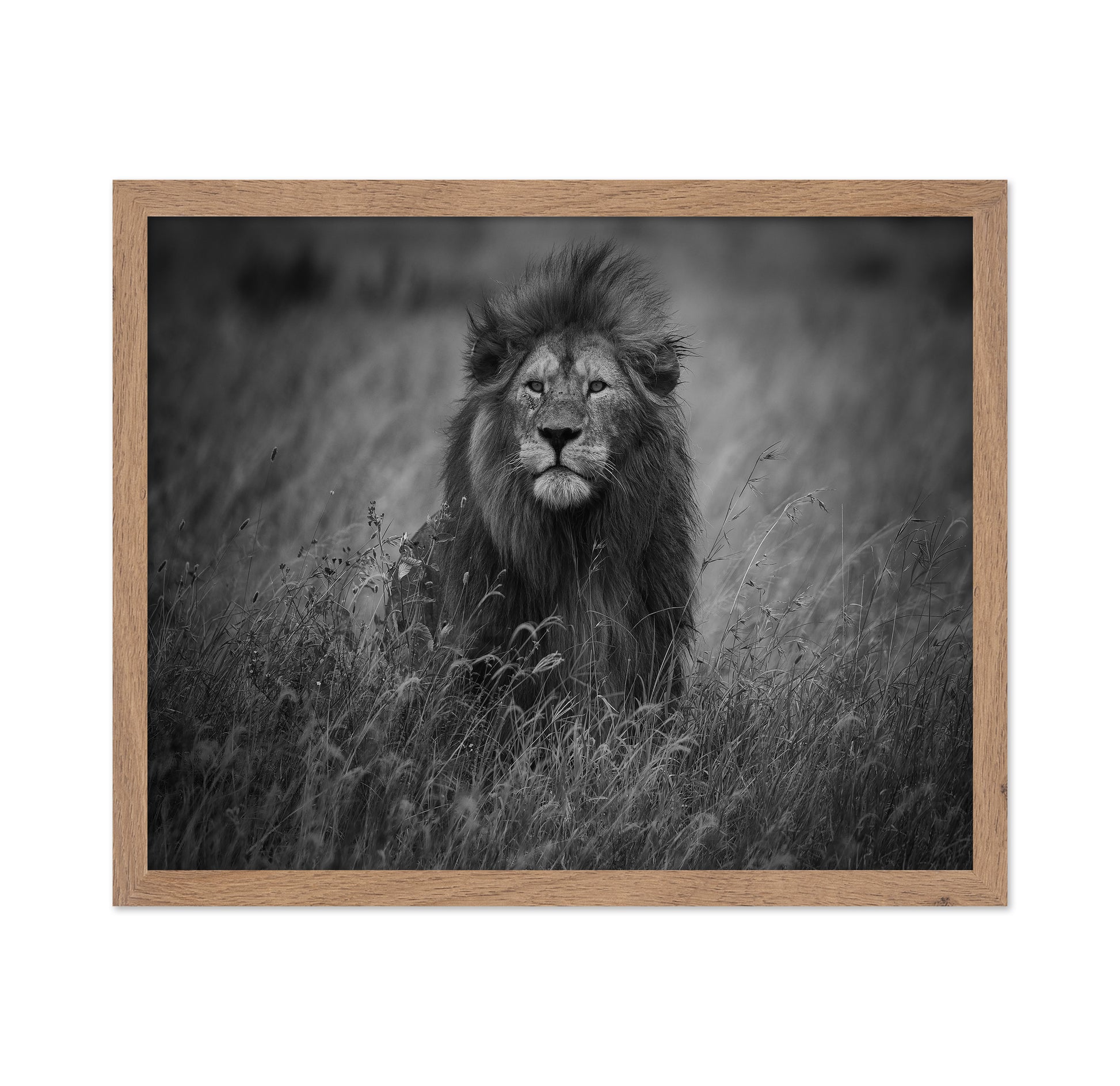 Lion In Tall Grass