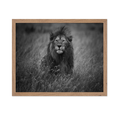 Lion In Tall Grass