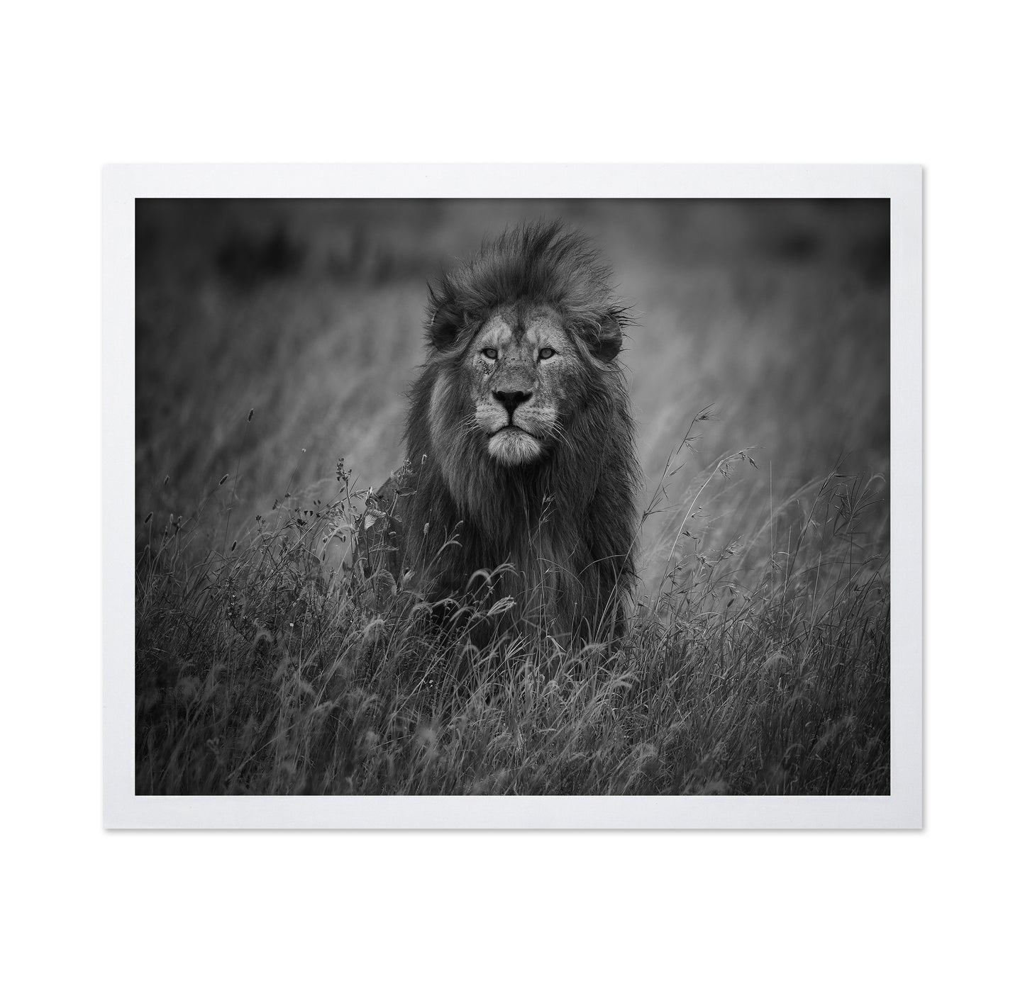Lion In Tall Grass