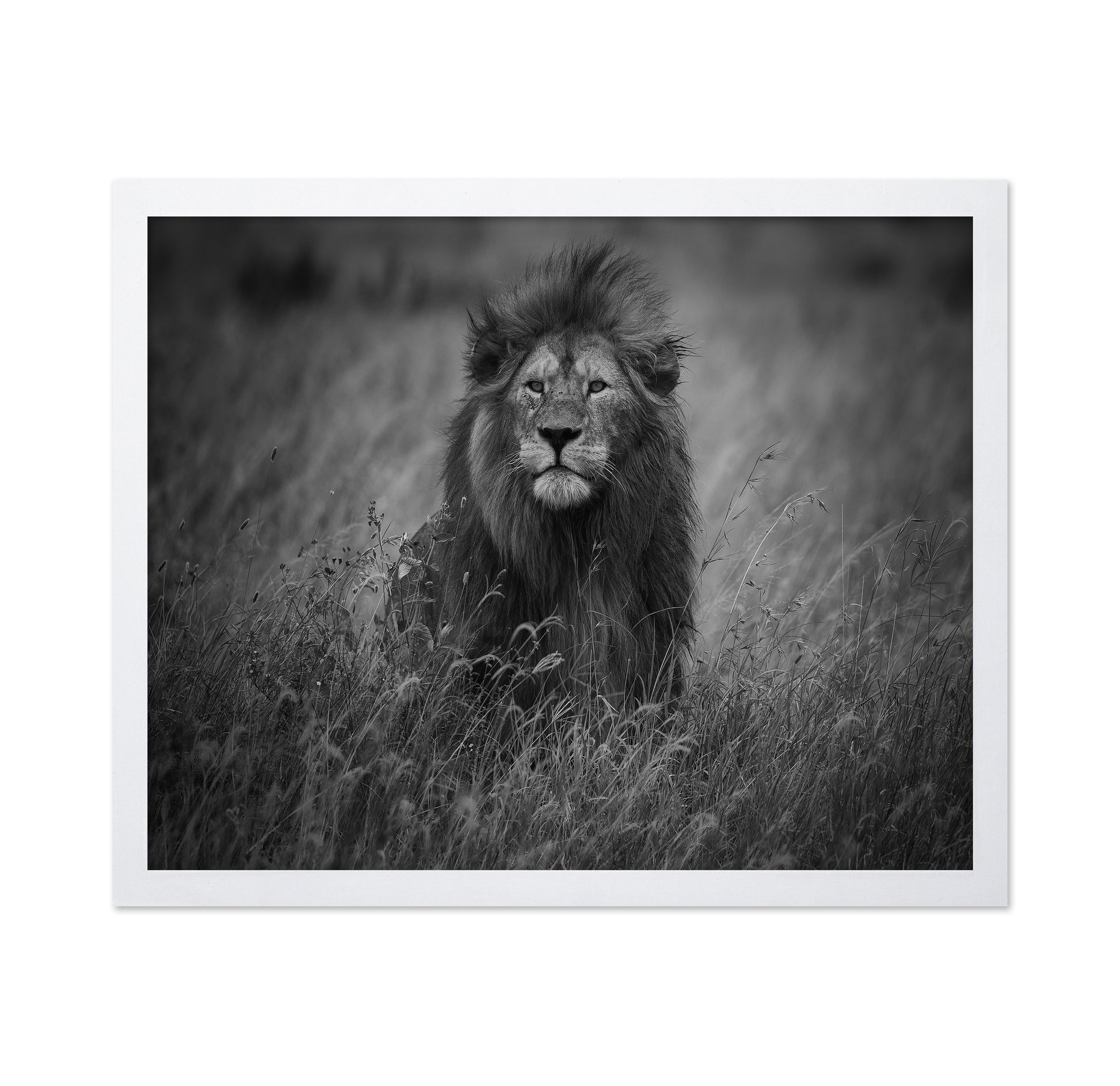 Lion In Tall Grass