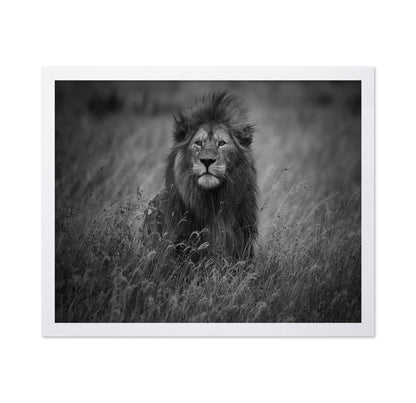 Lion In Tall Grass