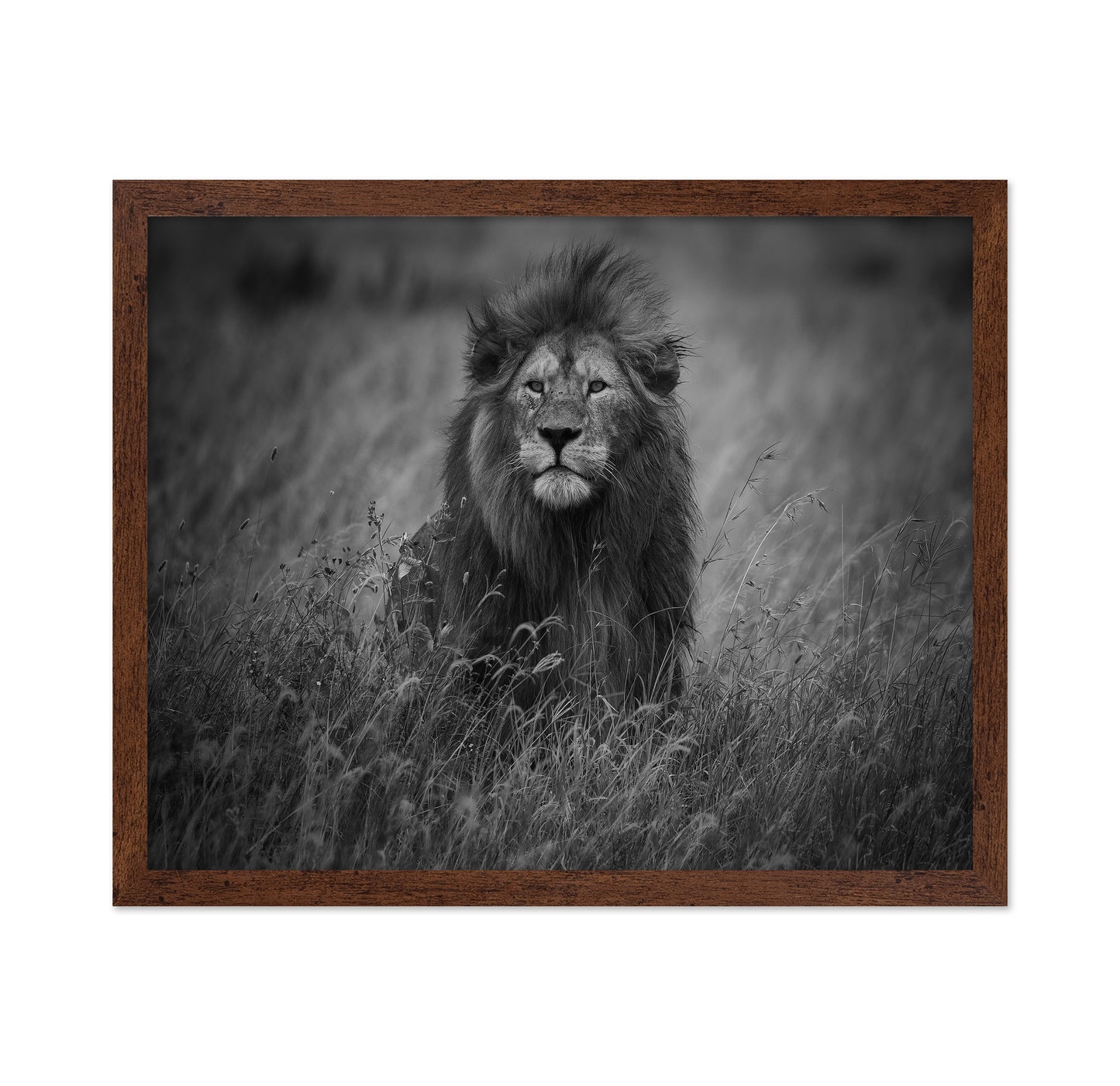 Lion In Tall Grass