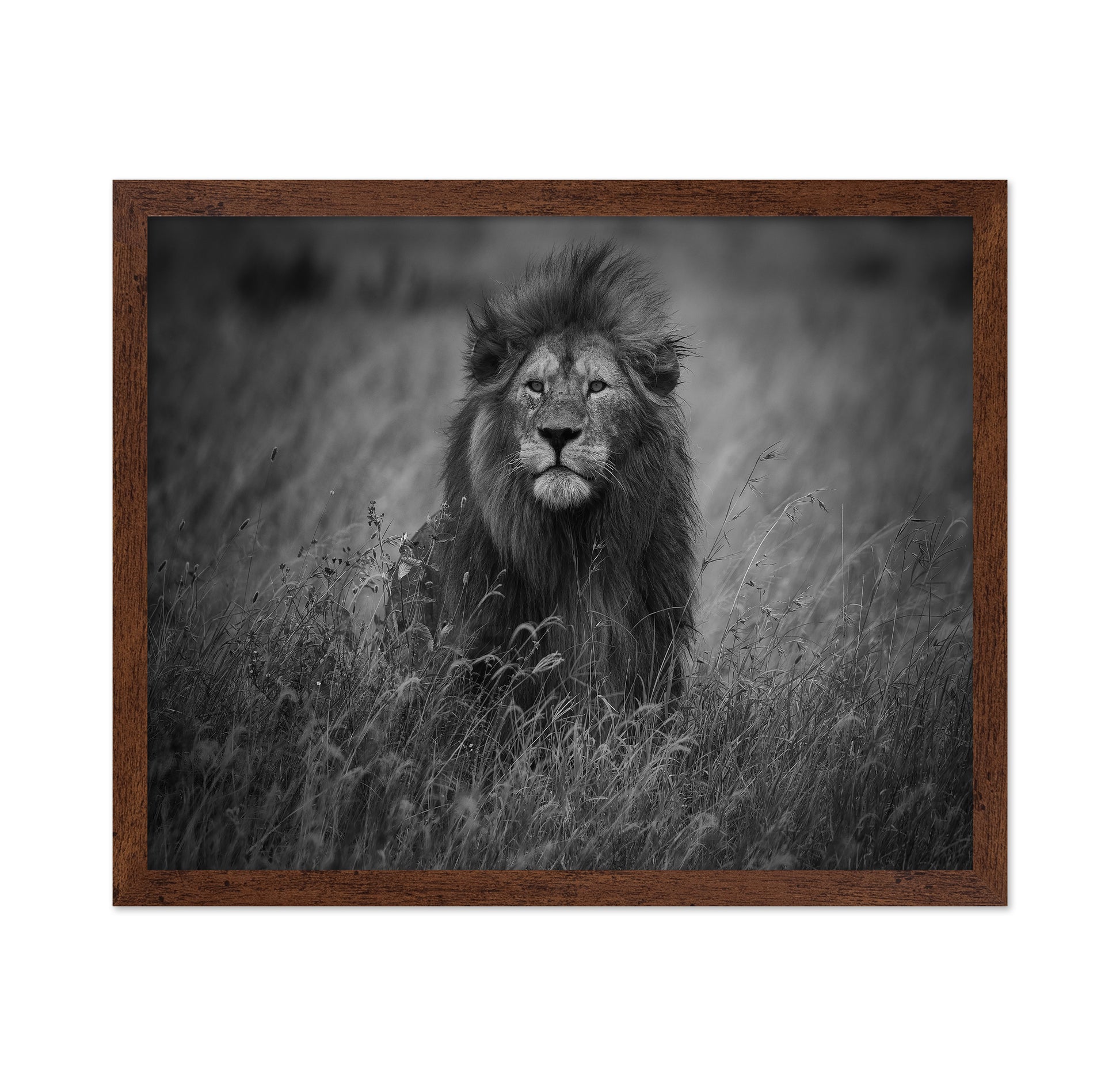 Lion In Tall Grass