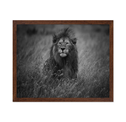 Lion In Tall Grass