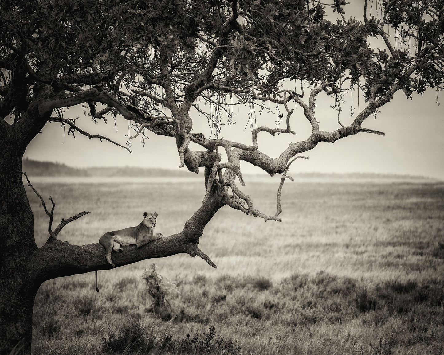 Lioness On Tree Branch