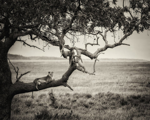 Lioness On Tree Branch