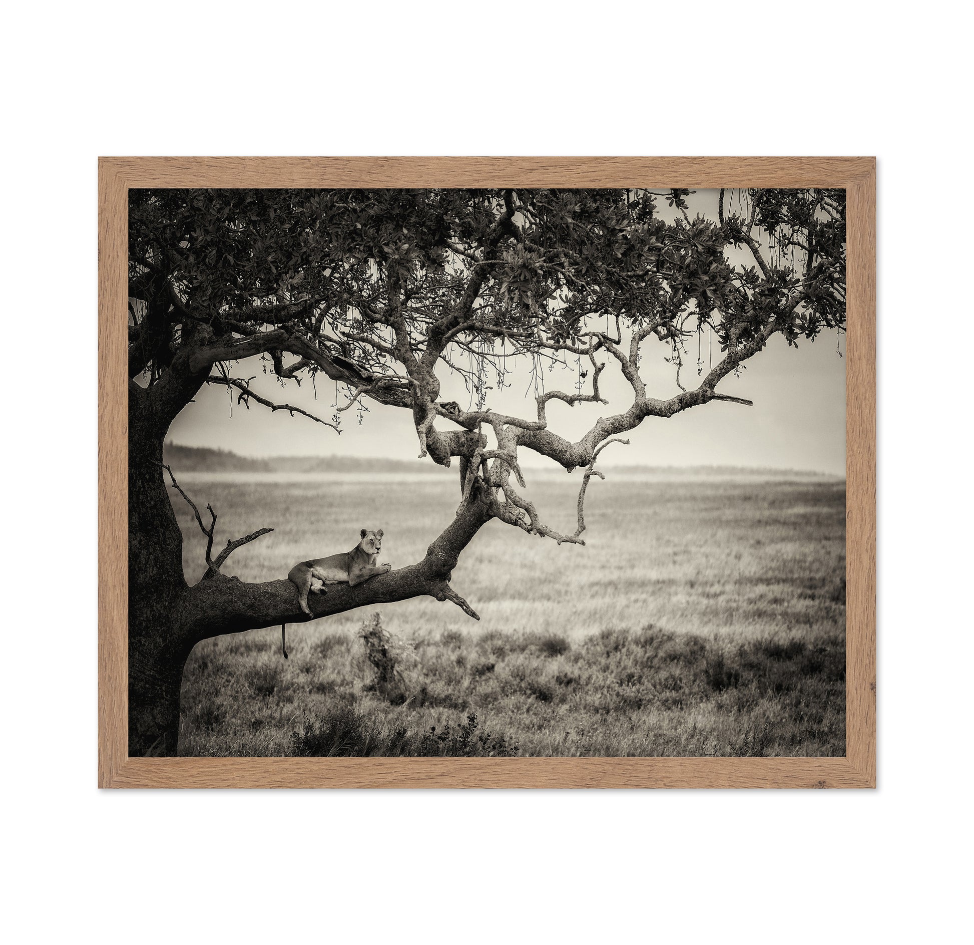 Lioness On Tree Branch