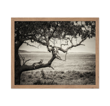Lioness On Tree Branch