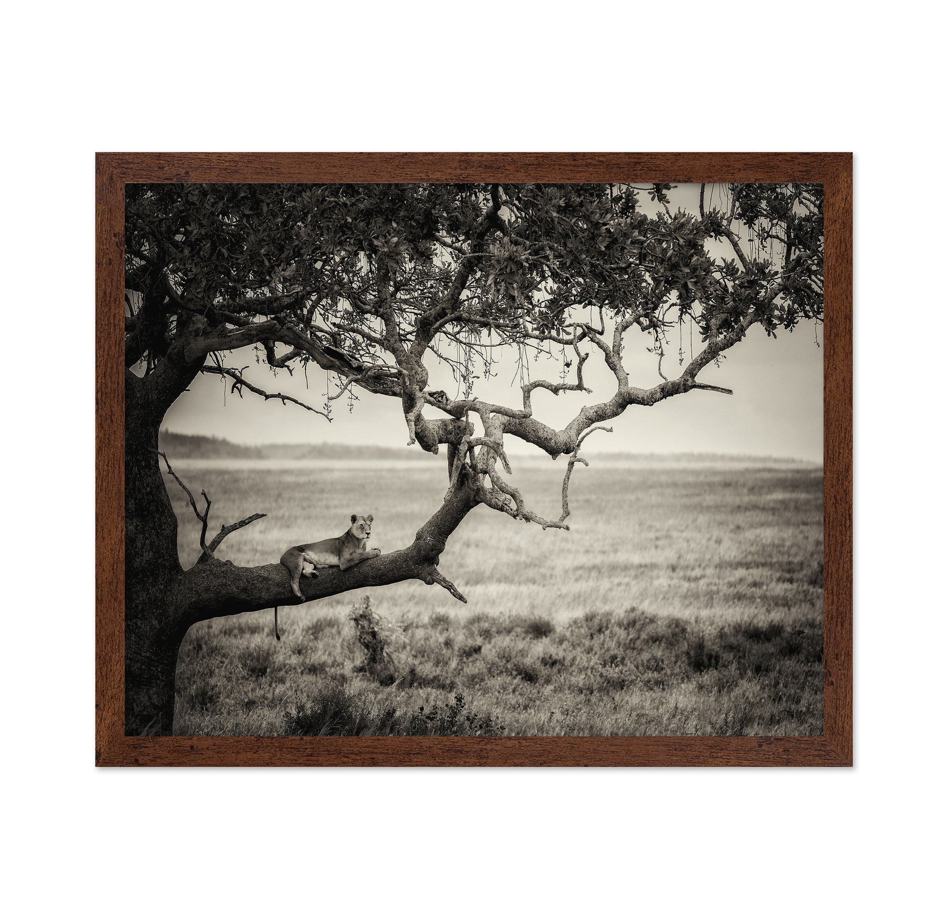 Lioness On Tree Branch