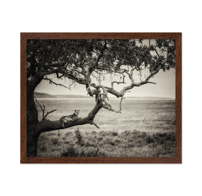 Lioness On Tree Branch