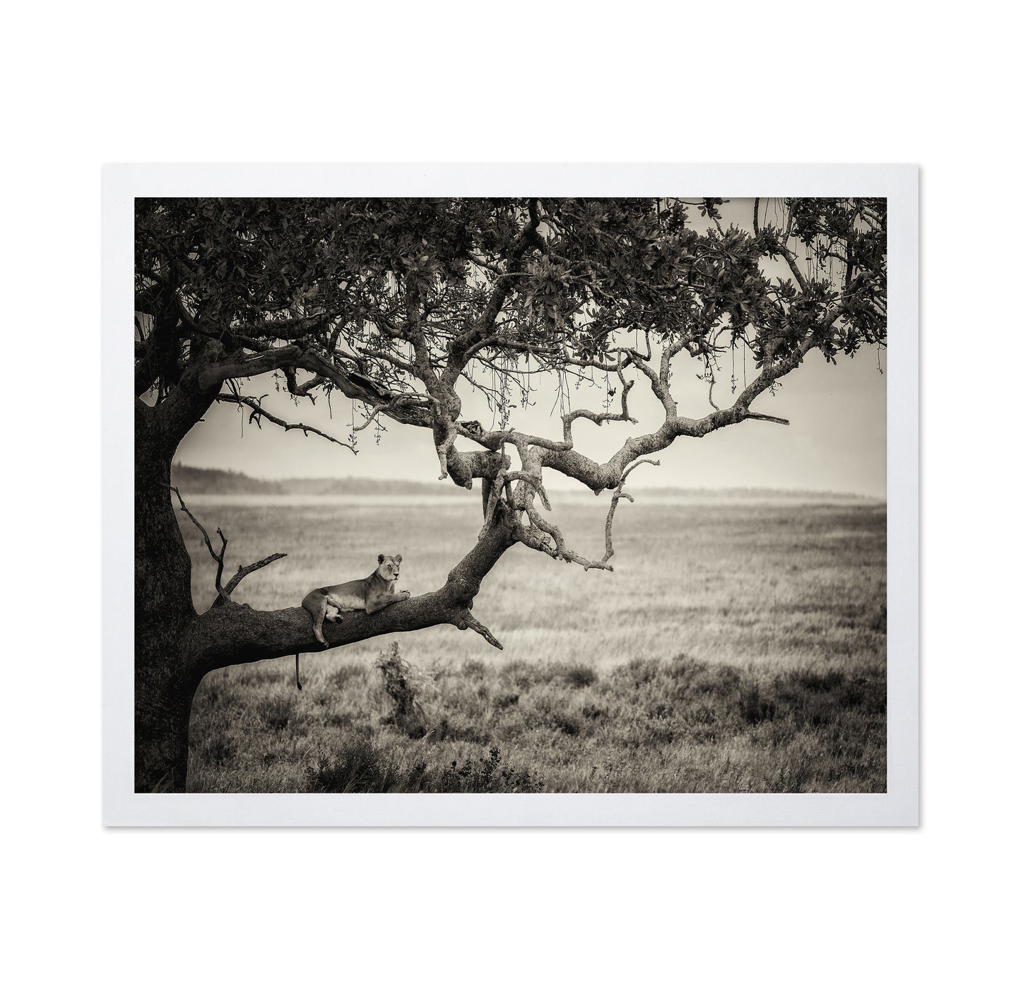Lioness On Tree Branch
