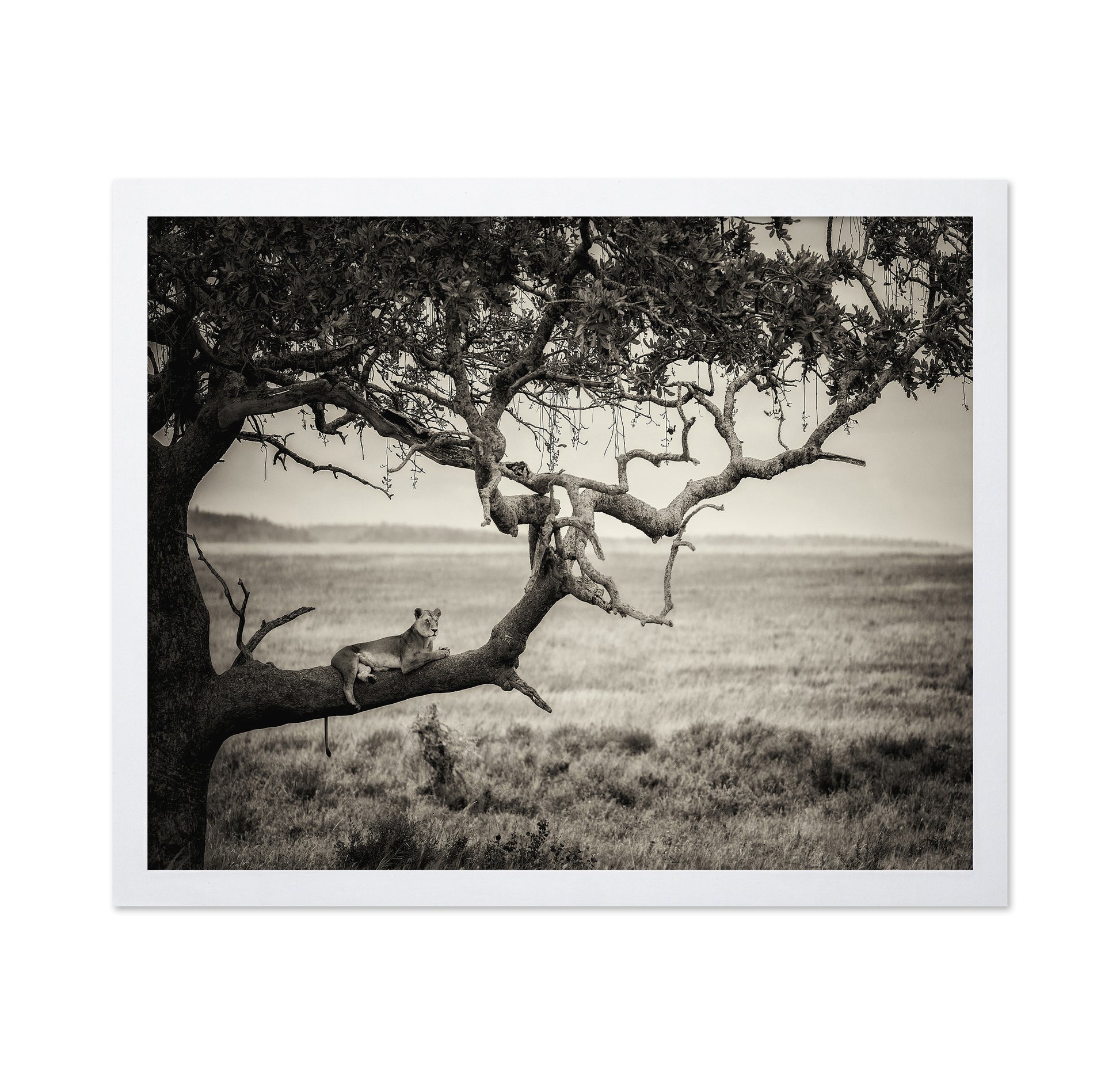 Lioness On Tree Branch
