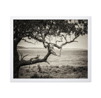 Lioness On Tree Branch
