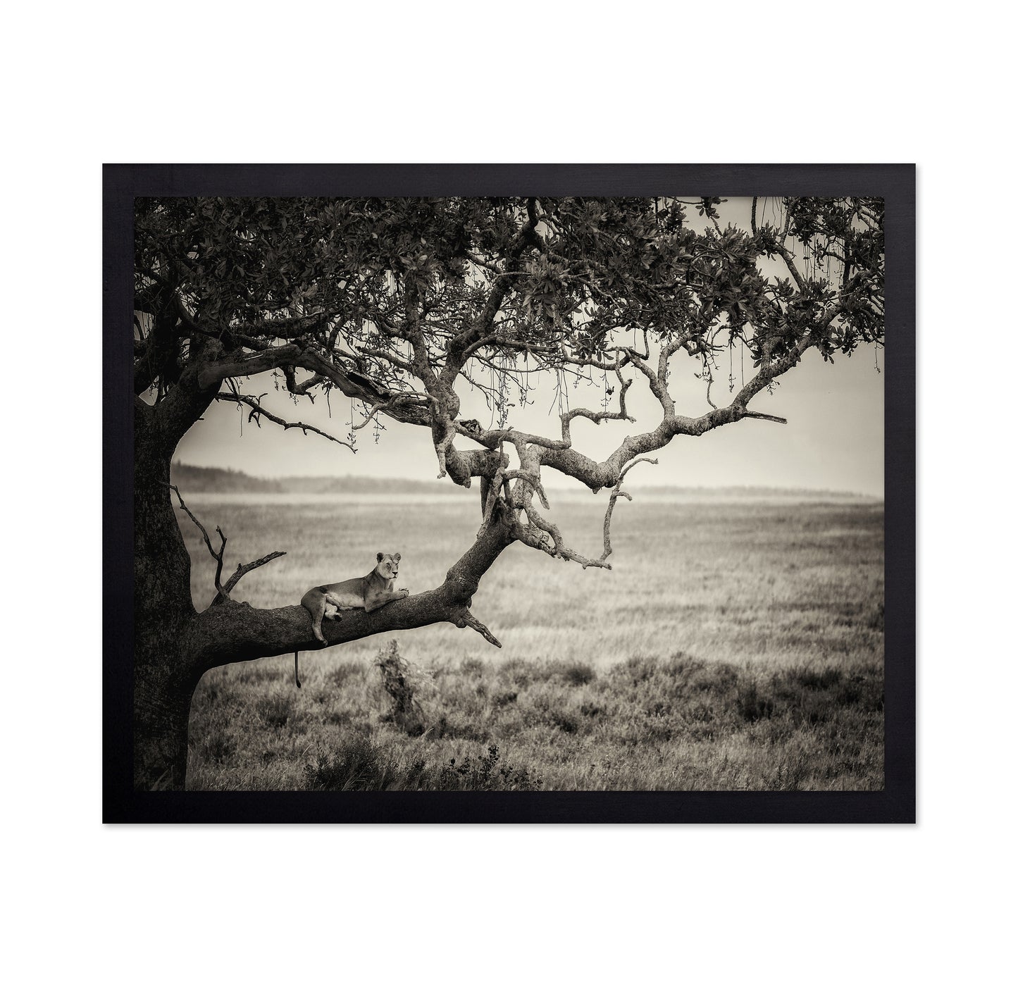 Lioness On Tree Branch