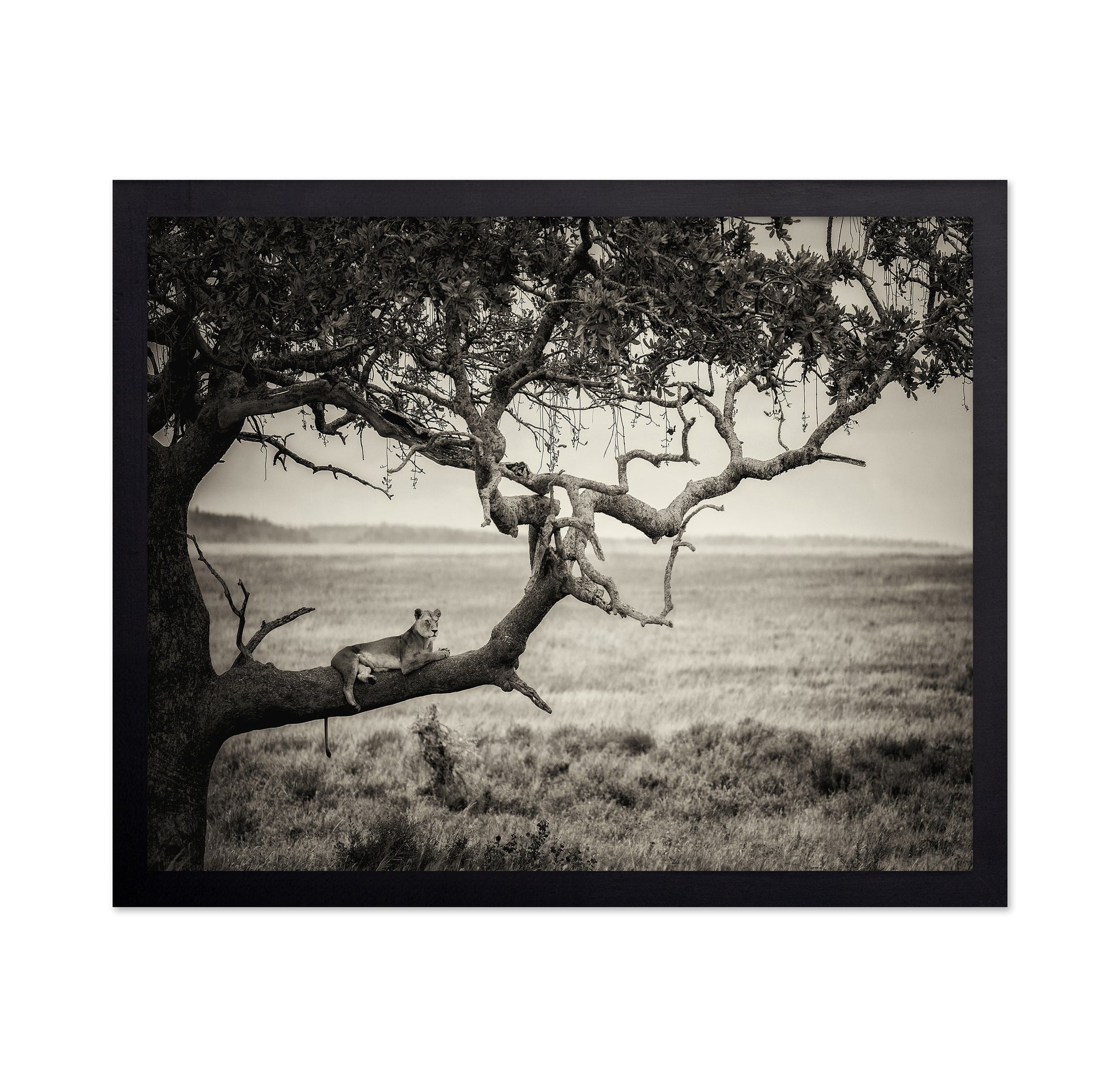 Lioness On Tree Branch