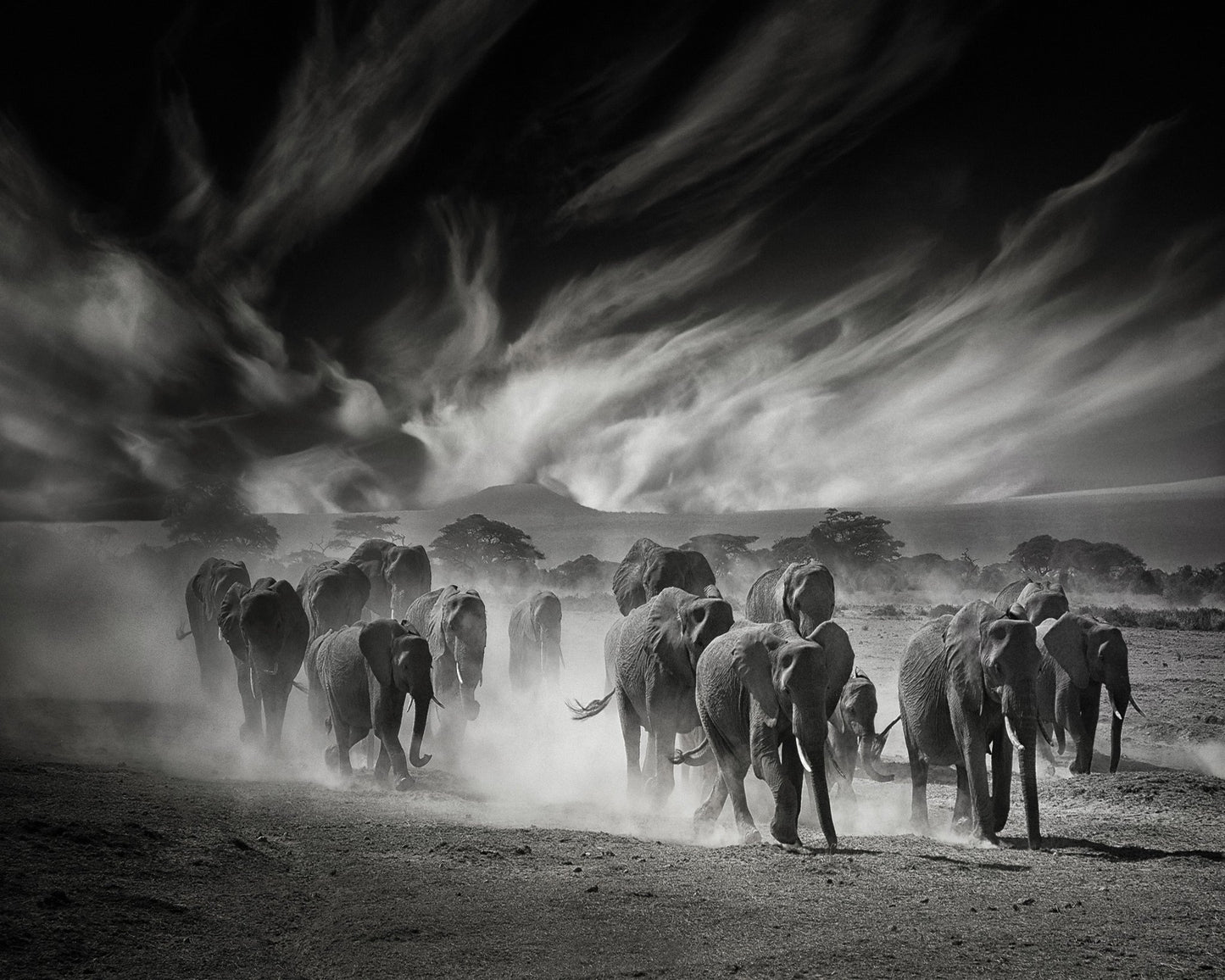 Elephant Herd In Dust