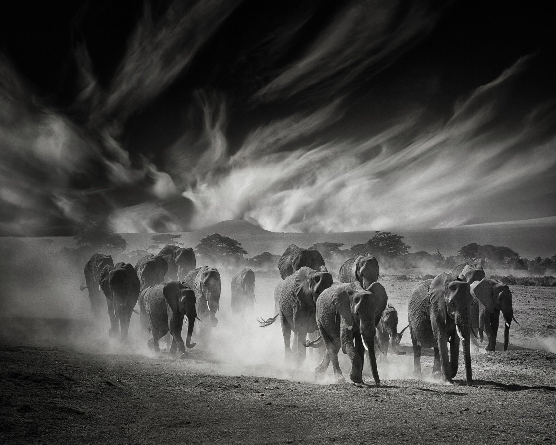 Elephant Herd In Dust