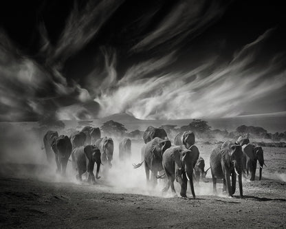 Elephant Herd In Dust
