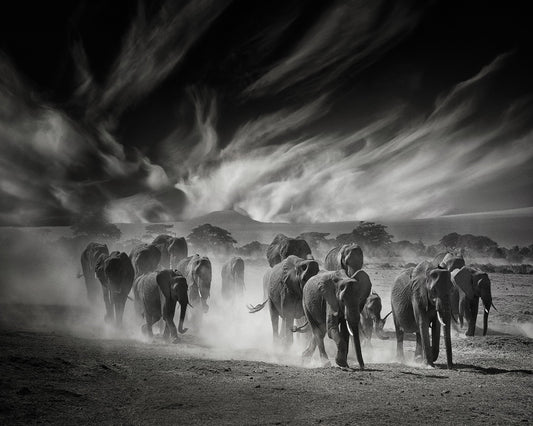 Elephant Herd In Dust