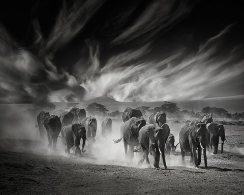 Elephant Herd In Dust