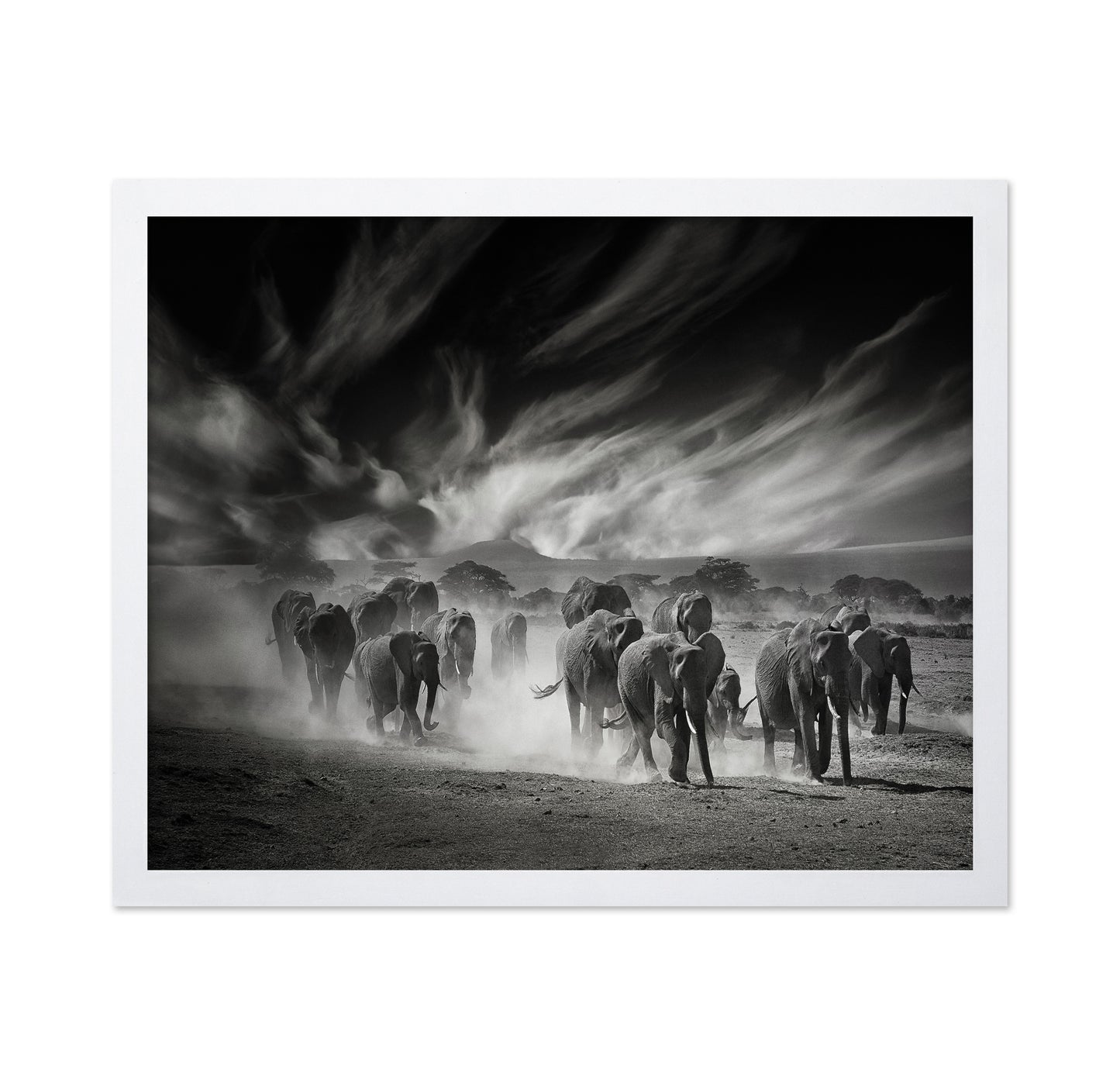 Elephant Herd In Dust