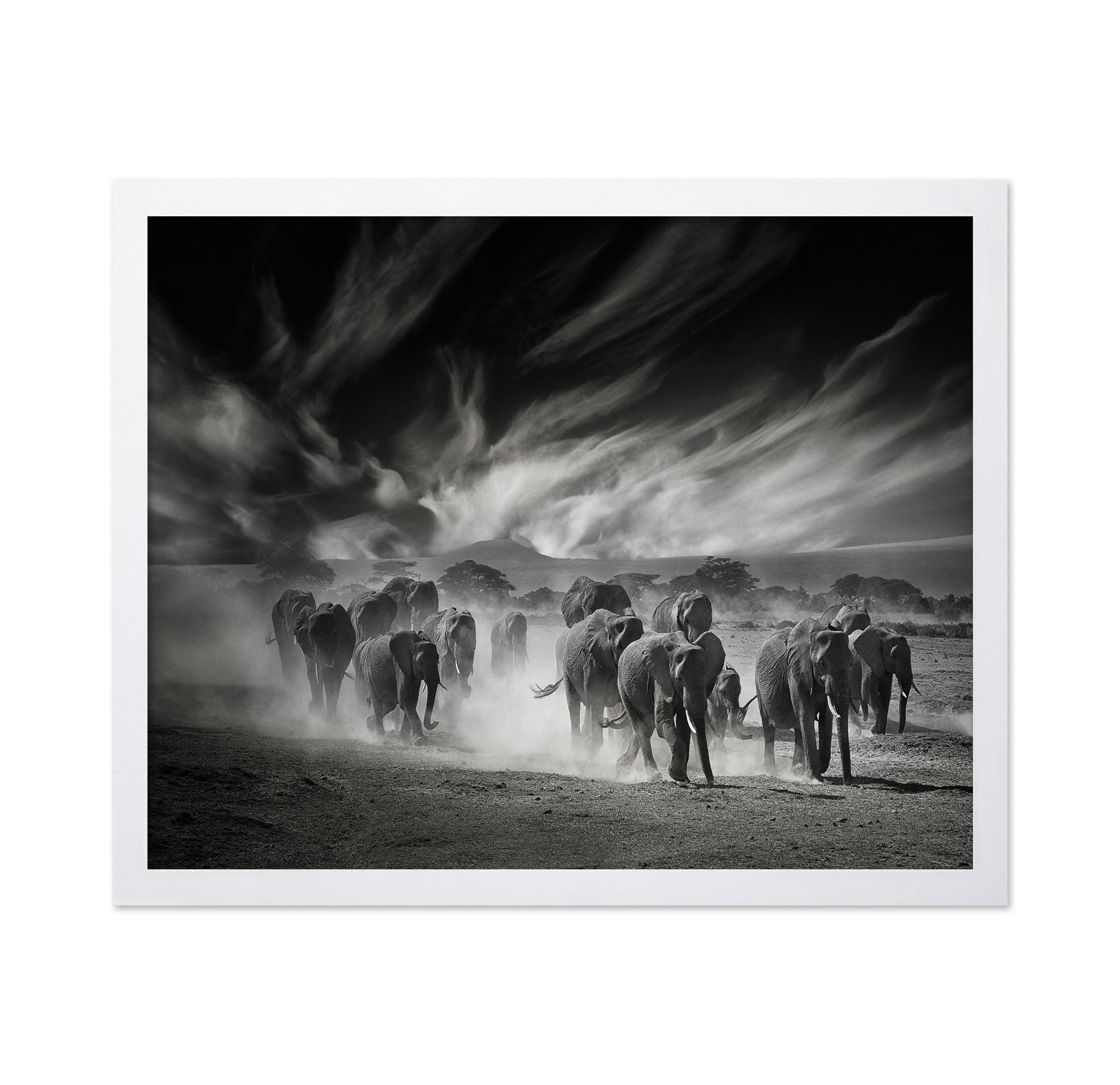 Elephant Herd In Dust