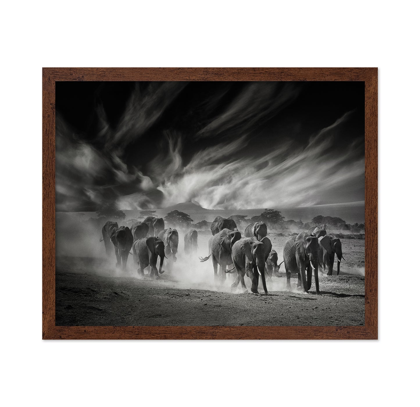 Elephant Herd In Dust