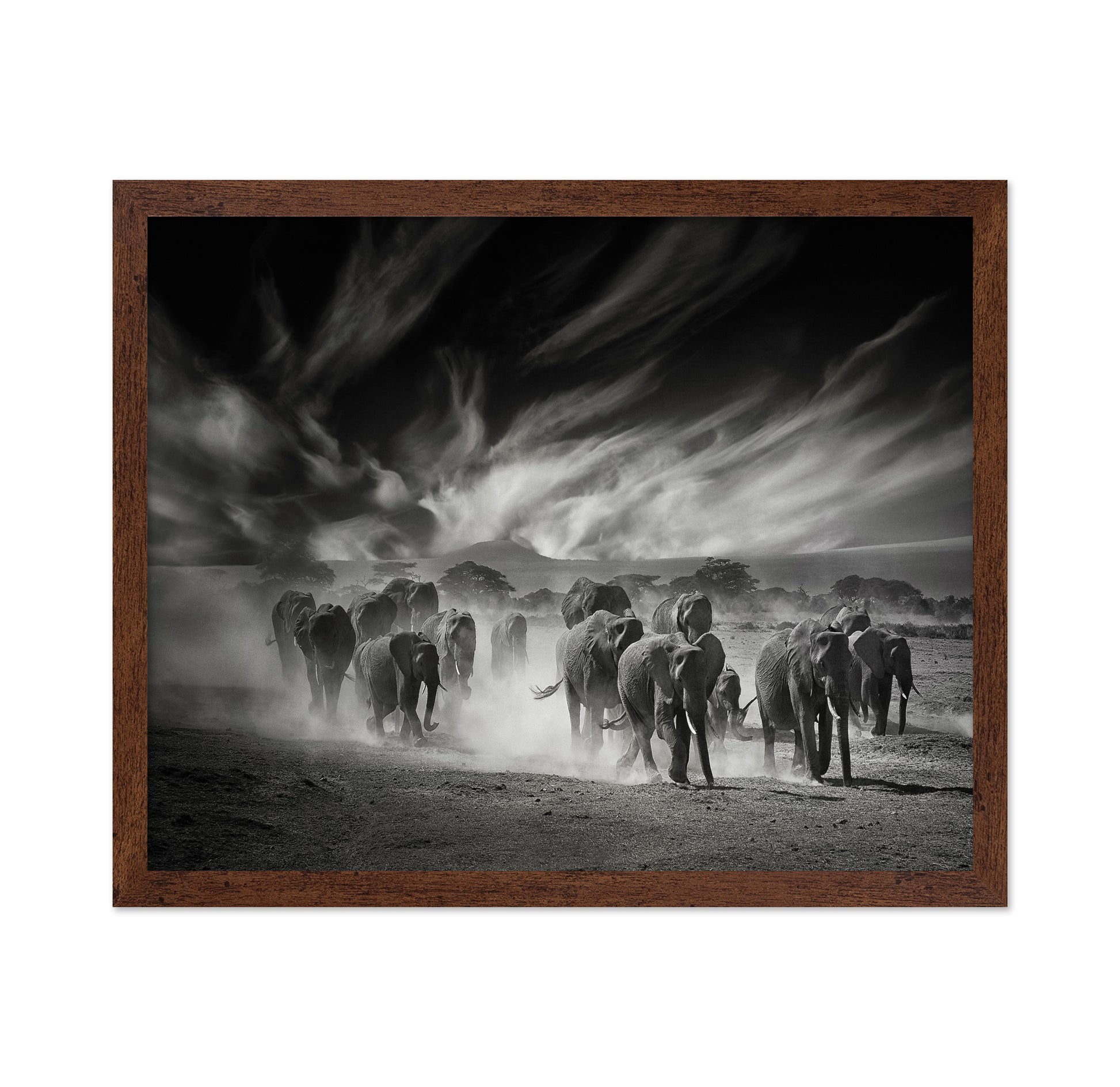 Elephant Herd In Dust