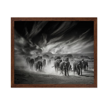 Elephant Herd In Dust