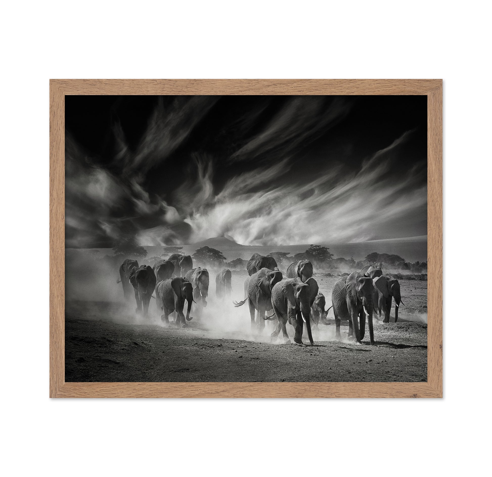 Elephant Herd In Dust