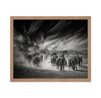 Elephant Herd In Dust