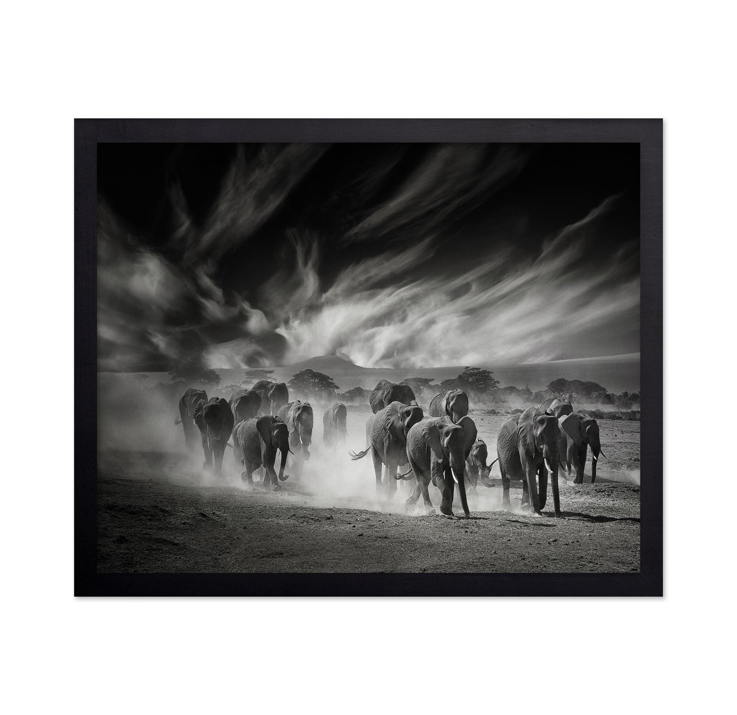 Elephant Herd In Dust