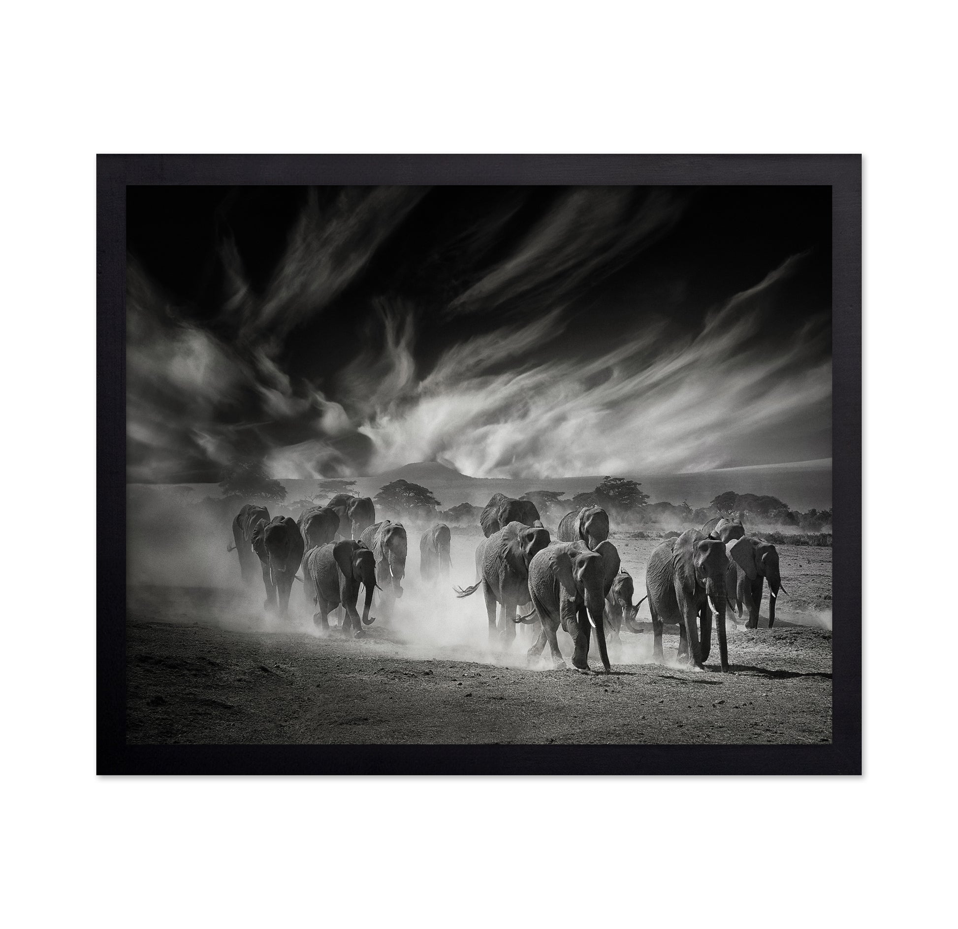 Elephant Herd In Dust