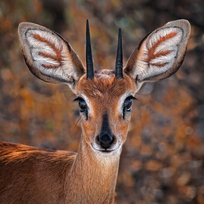 Young Antelope Portrait