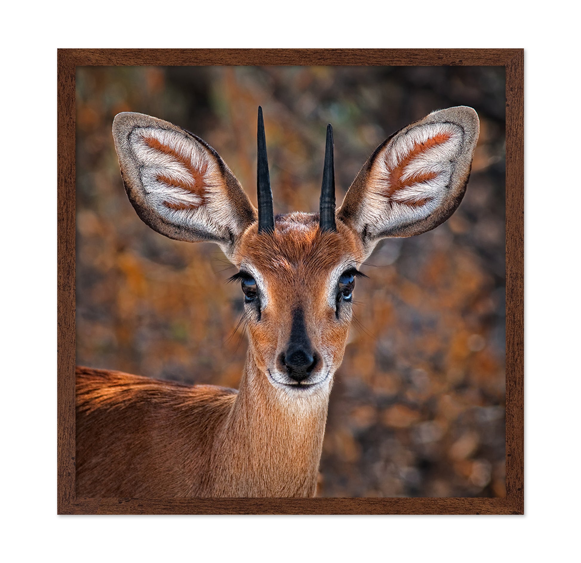 Young Antelope Portrait