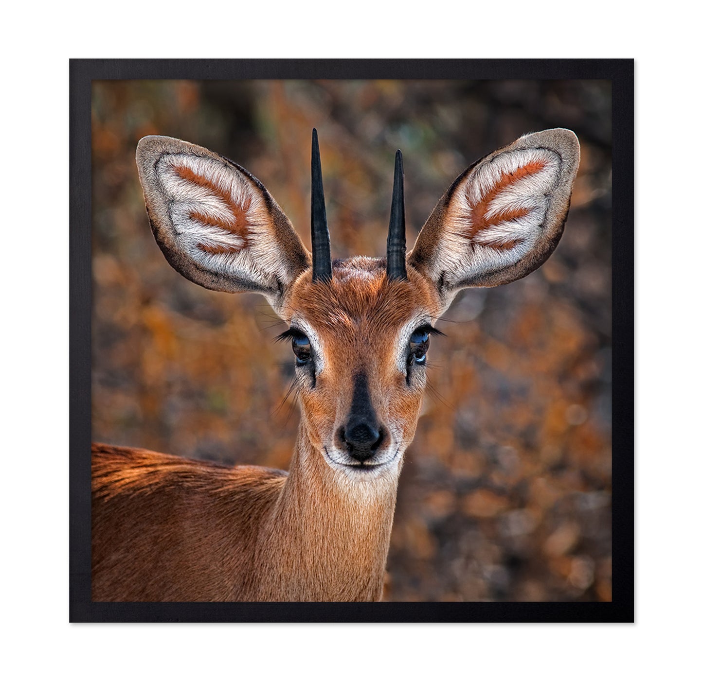 Young Antelope Portrait