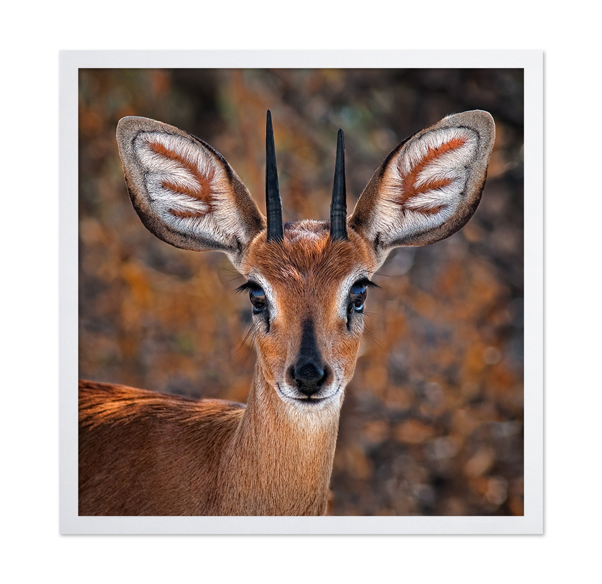 Young Antelope Portrait