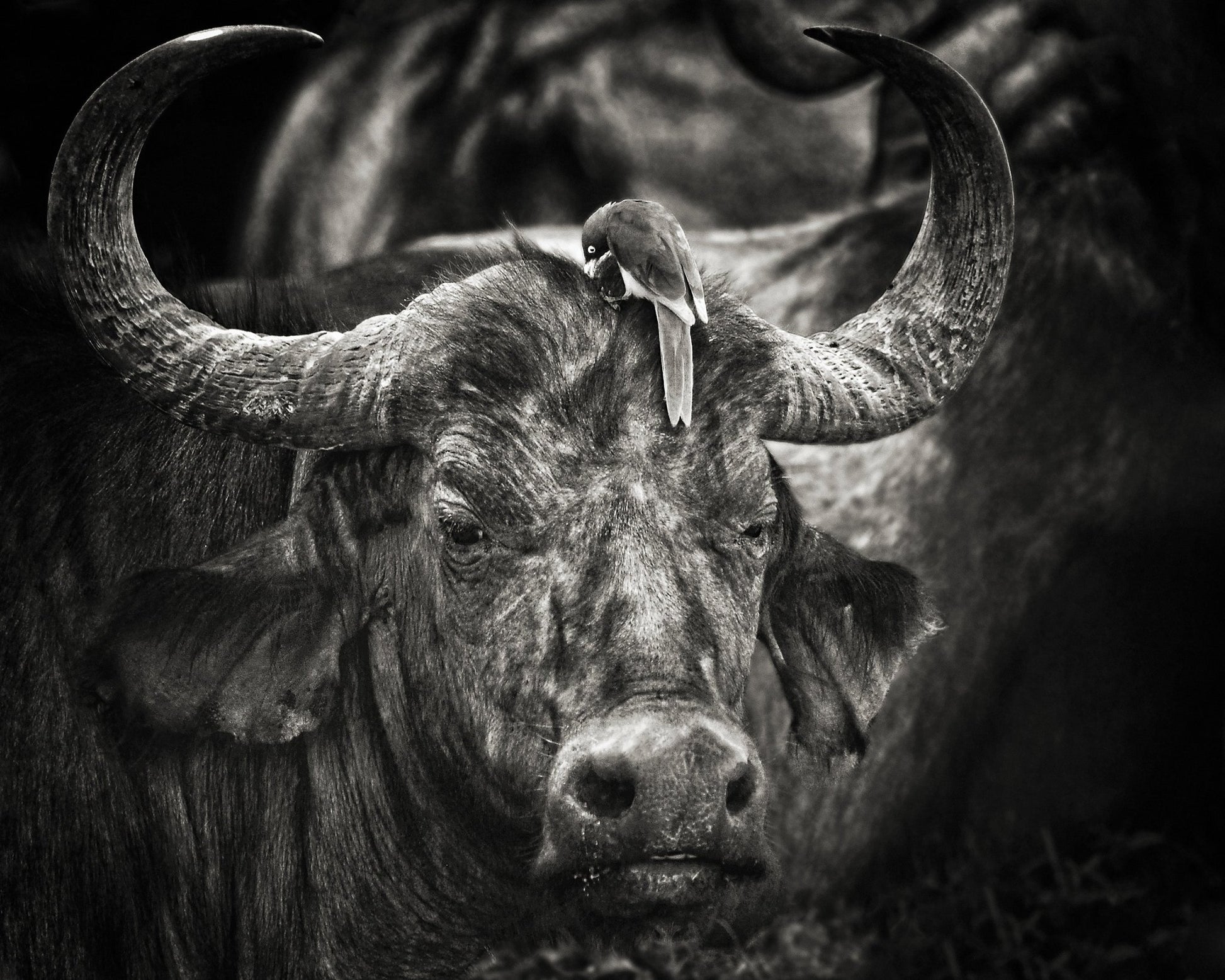 Buffalo With Oxpecker