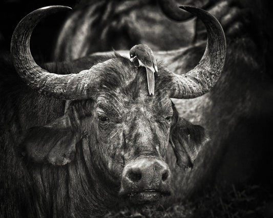 Buffalo With Oxpecker