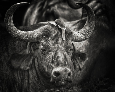 Buffalo With Oxpecker