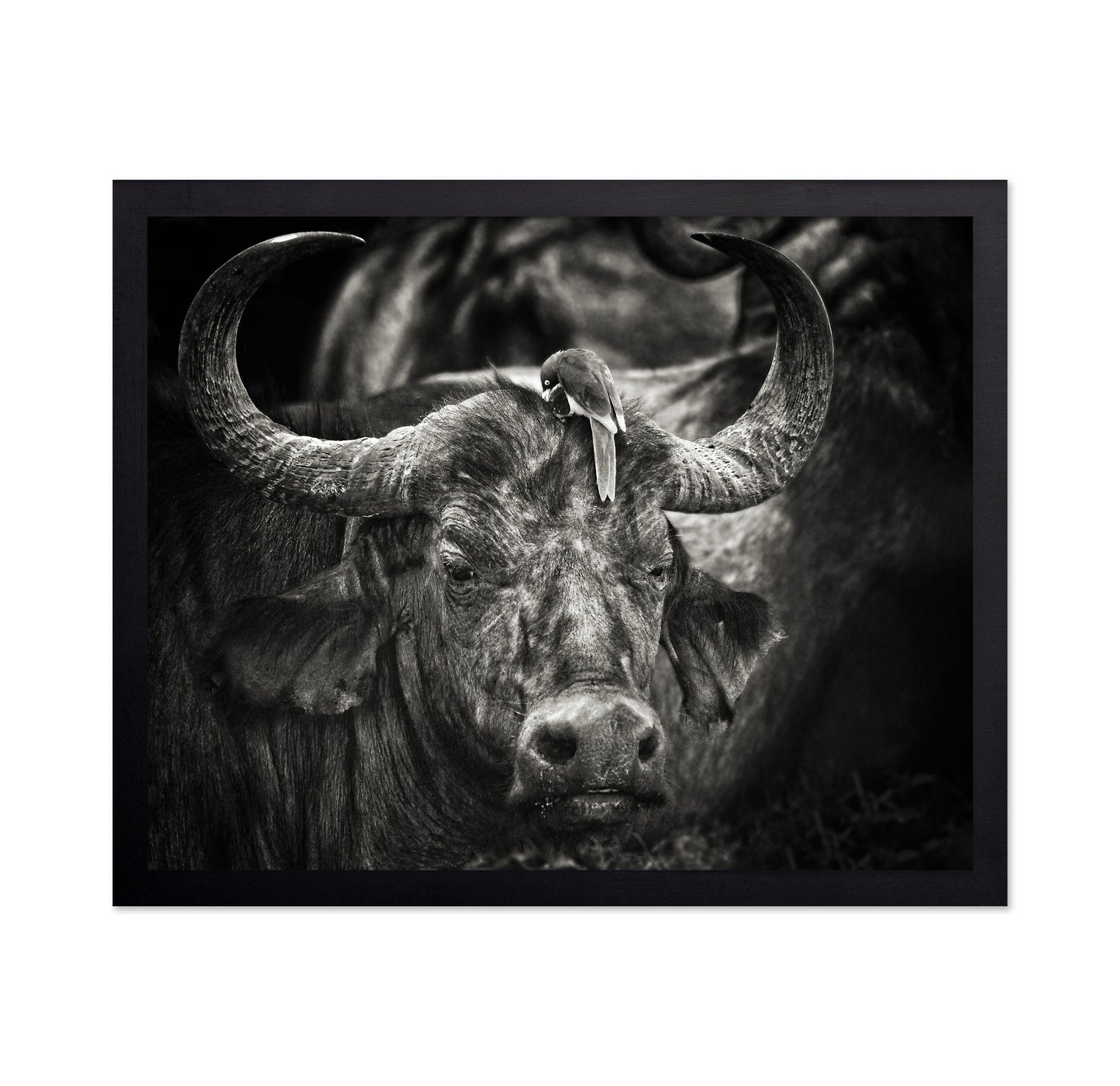 Buffalo With Oxpecker