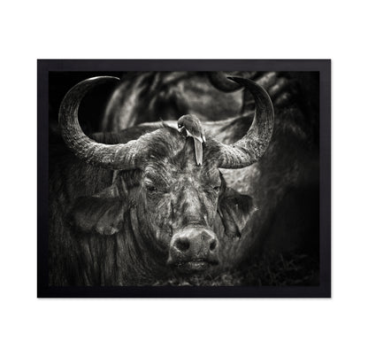 Buffalo With Oxpecker