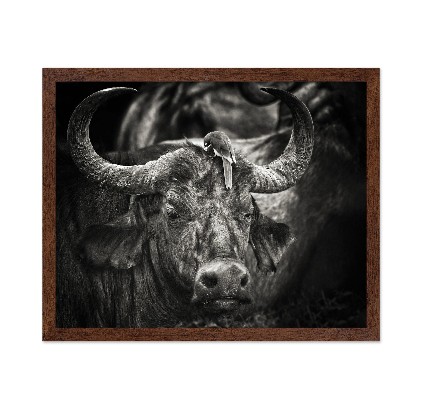 Buffalo With Oxpecker