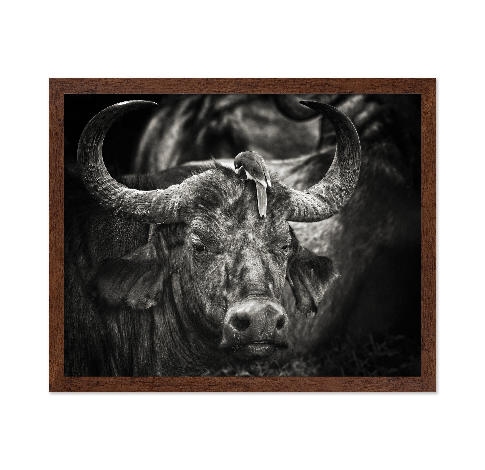 Buffalo With Oxpecker