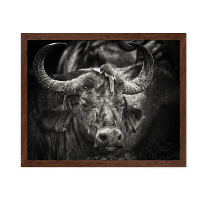 Buffalo With Oxpecker