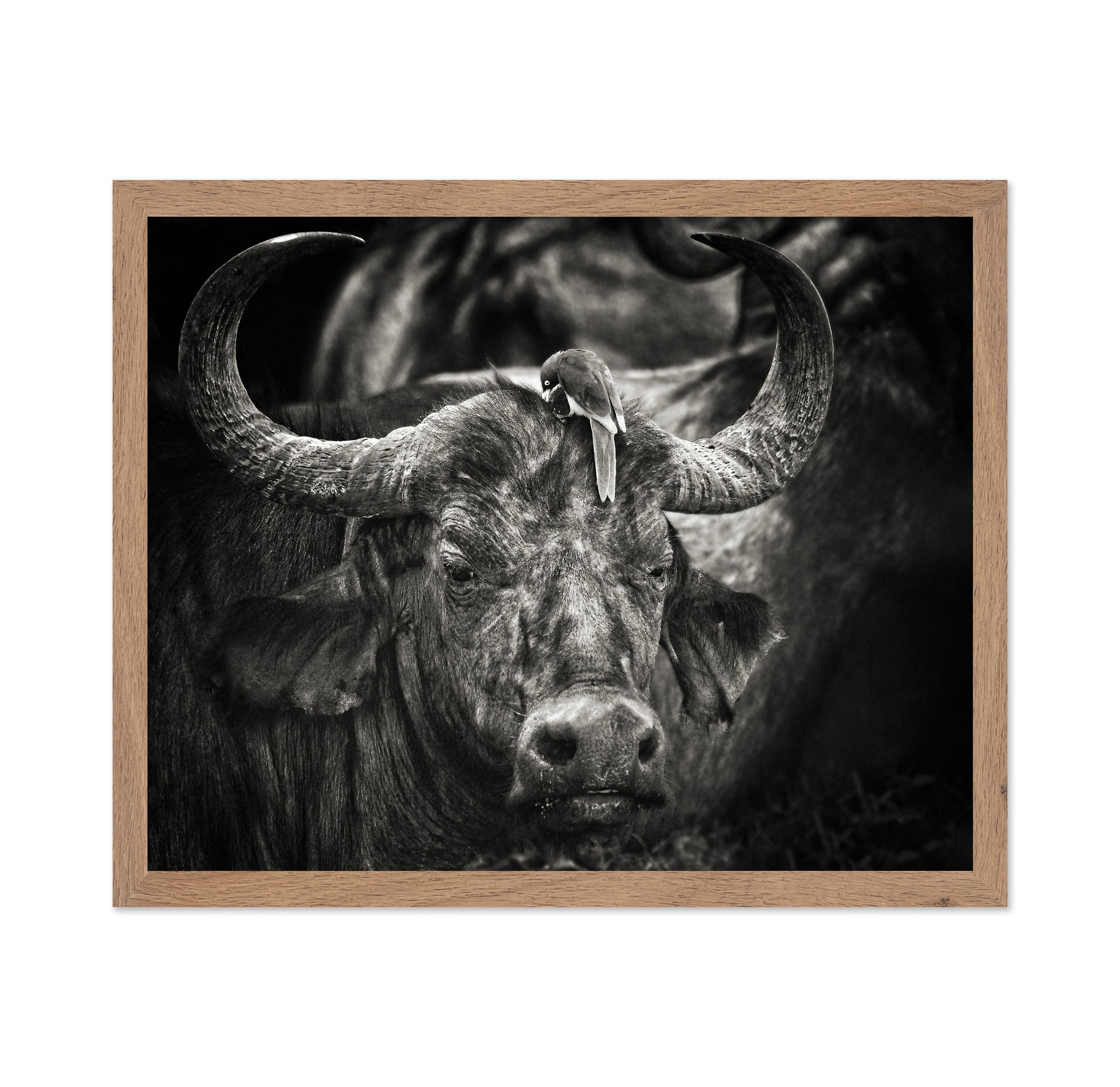 Buffalo With Oxpecker