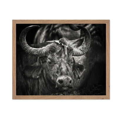 Buffalo With Oxpecker
