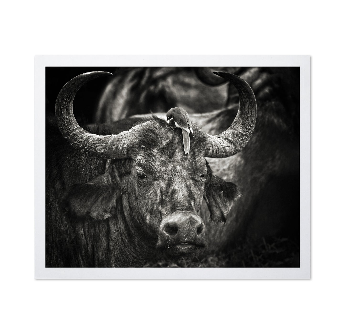 Buffalo With Oxpecker